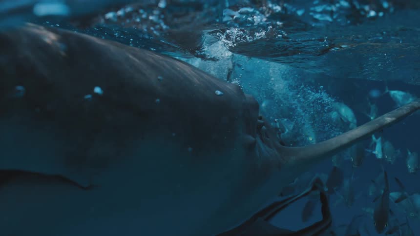 A shark swims near the surface of the ocean