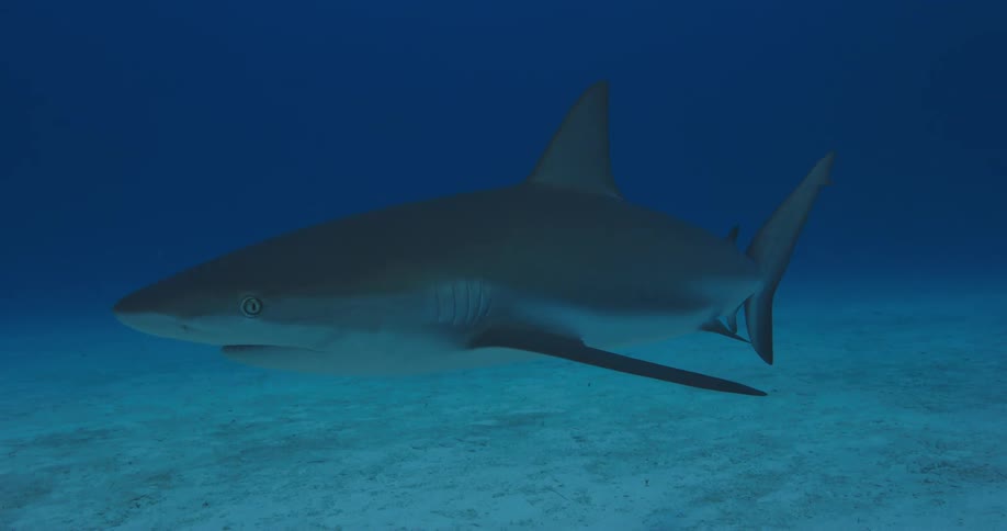 Two sharks pass each other swimming near sandy seafloor
