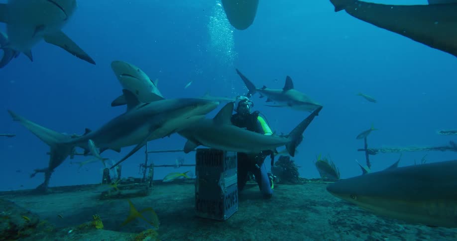 A man scuba diving is waves to sharks swimming around him