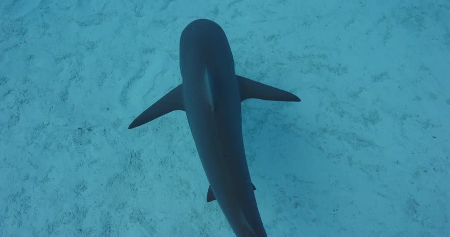 A sharks swimming underwater