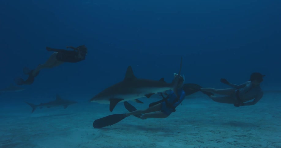 The three divers swim with the sharks