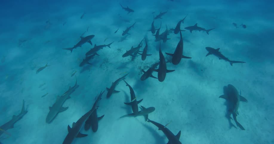 A group of sharks swim at the bottom of the water