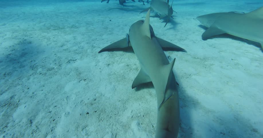 Close up of sharks swimming underwater