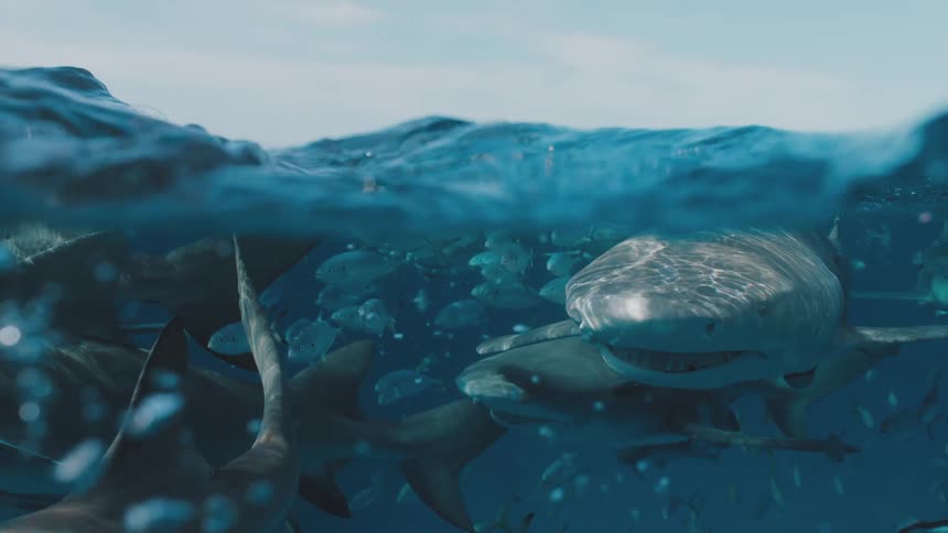 Sharks swimming under the surface of the blue ocean water