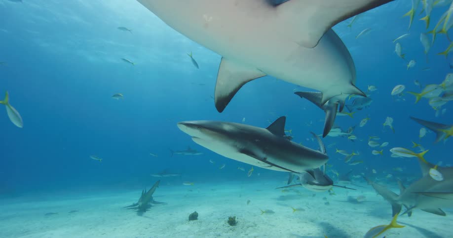 Sharks and fishes swimming on the bottom of the blue ocean waters