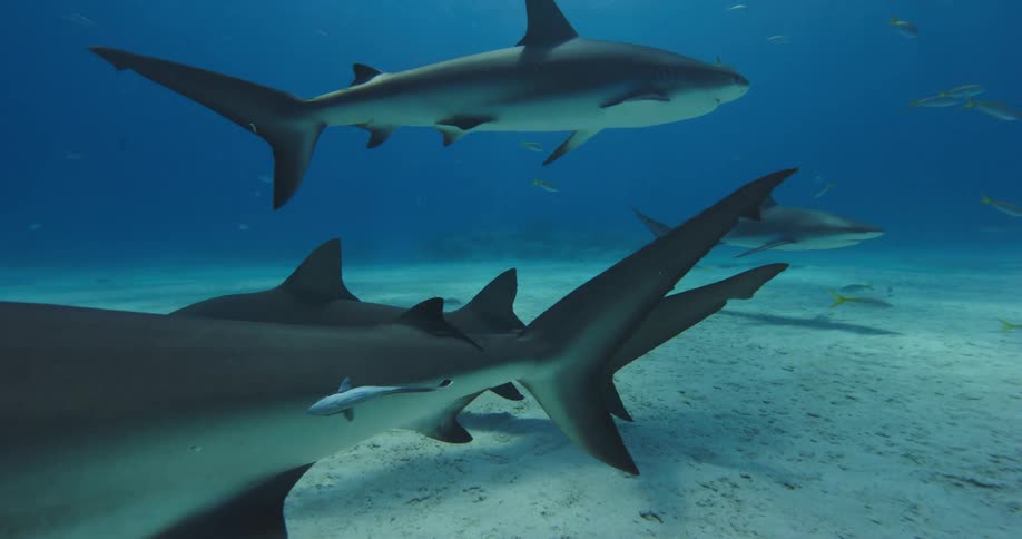 Shark swimming on the bottom of the blue ocean waters