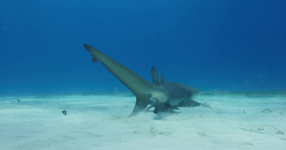 Shark swimming on the bottom of the blue ocean waters