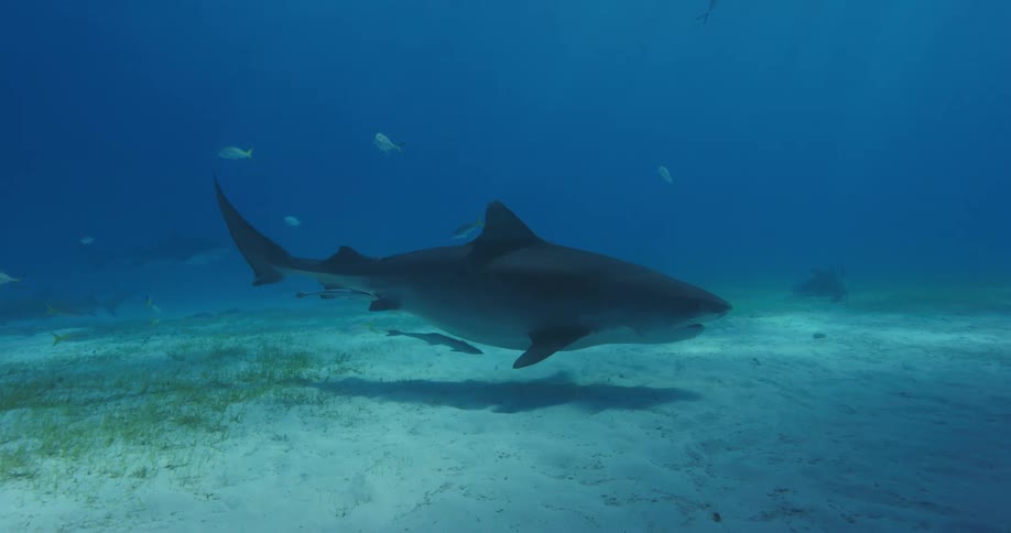 A group of sharks and fish swimming around