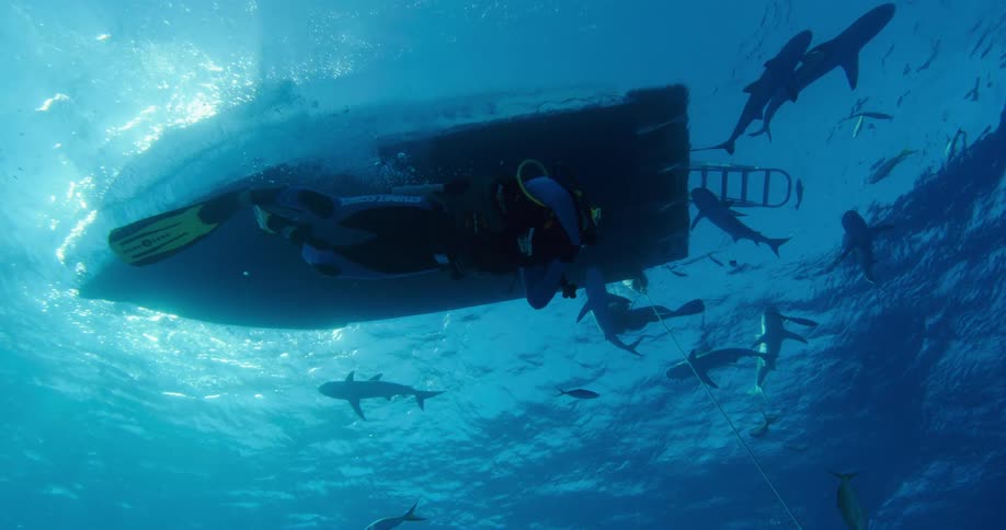 A scuba diver swims in the water with a group of sharks near a boat