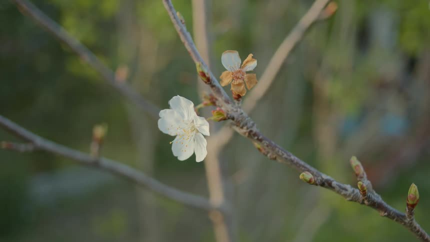 A small white flower is on the branch