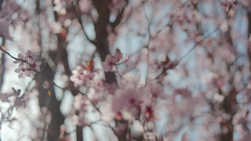 Flowers on a tree are blooming
