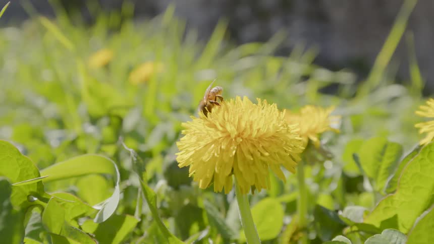 A bee walks on the petals of a yellow bloom as the wind leaves and grass