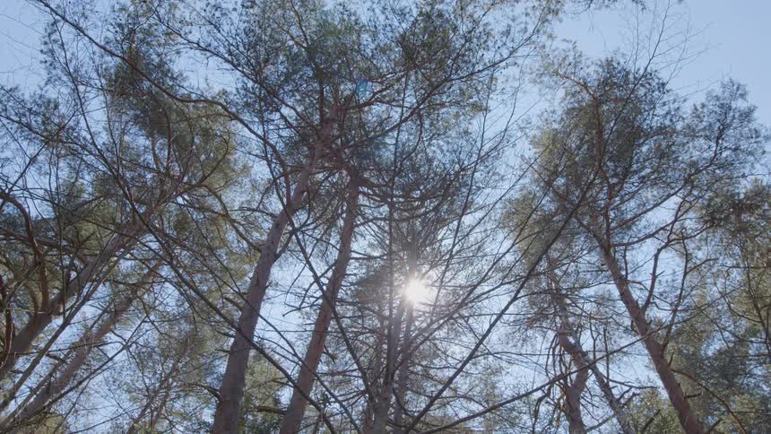 Sun shining through tall trees high in the sky