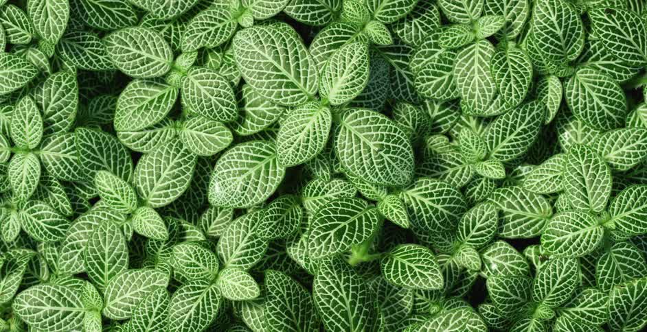 Multiple plants with green leaves are placed next to each other