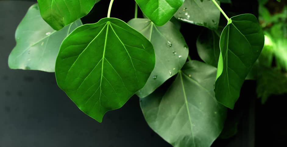 Close up of green leaves of a tree with water droplets on them