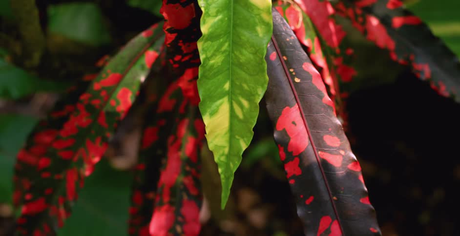 Light and shadow fall around leaves in contrasting red green yellow and black colors