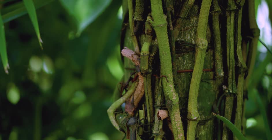 The tree is covered in vines