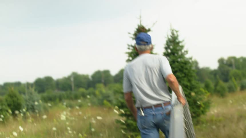Elderly man carrying a ladder places it near a pine tree on a field