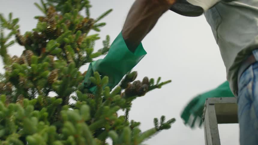 A man prunes an evergreen tree