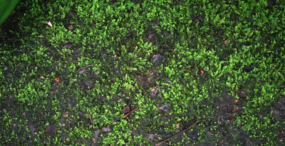 Green stalks growing on rich soil