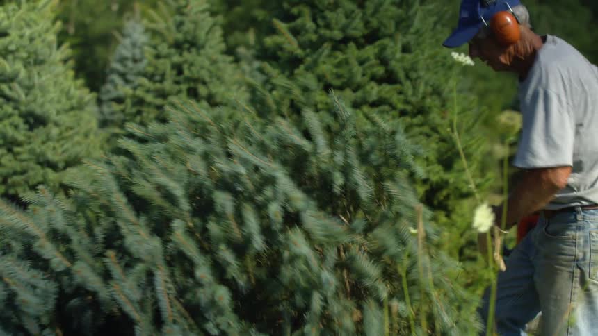 Elderly man cutting down pine trees with a chainsaw