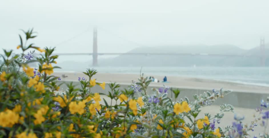 A group of colorful flowers next to a beach on a foggy coastline