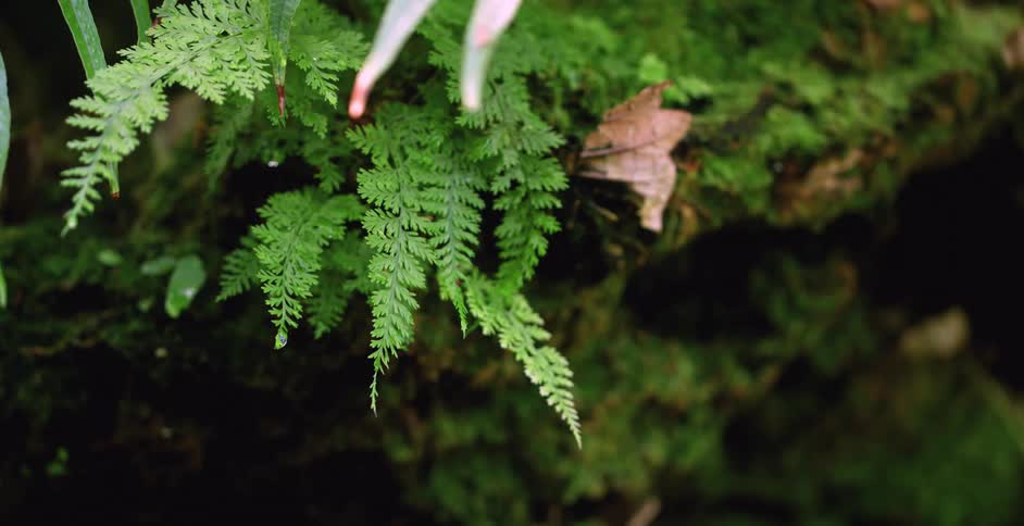 A close up of a fern