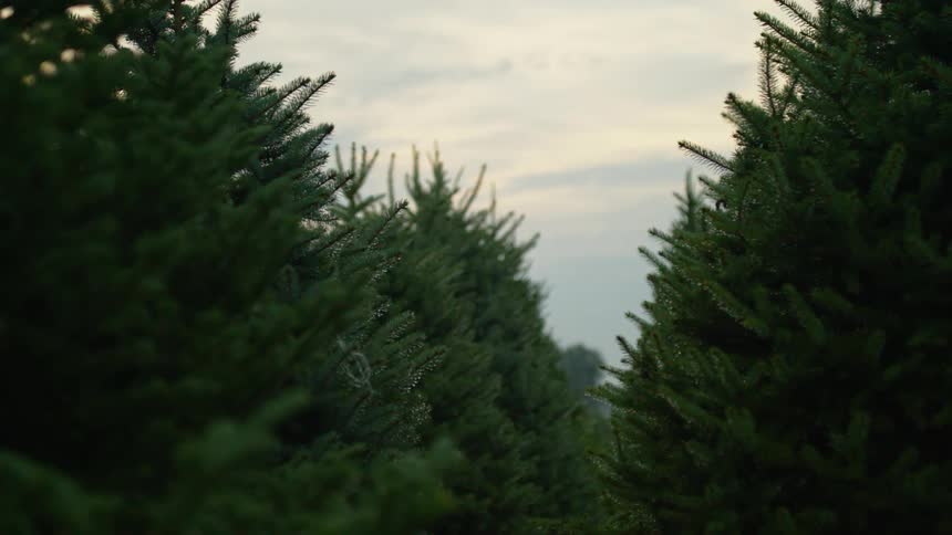 Close packed rows of christmas trees stand under cloudy sky on misty day
