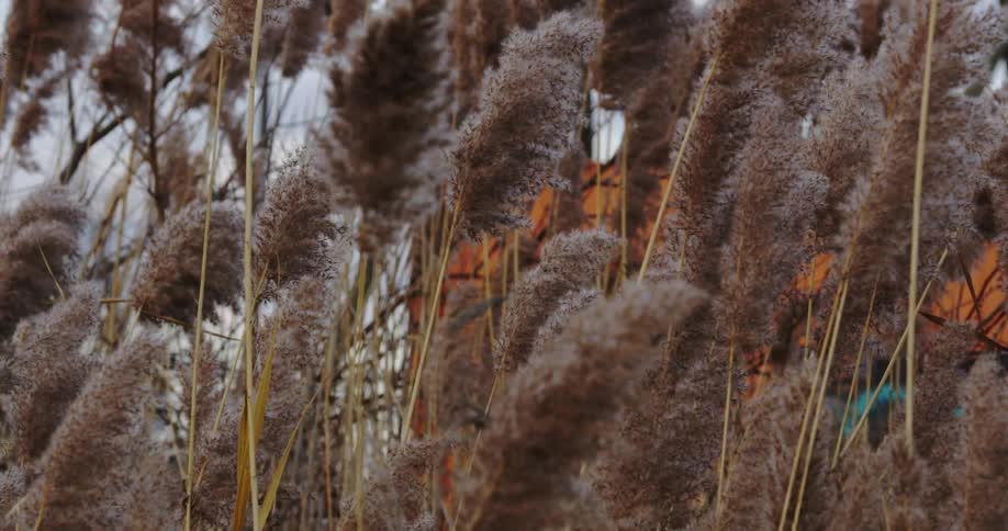 Feathery pampas grass blows in the wind