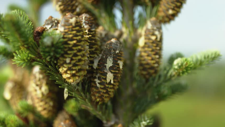 Close up of pine cones on a tree