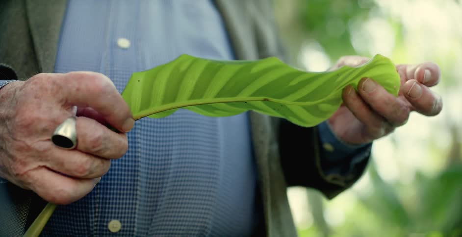 Elderly man with large ring examines large leaf