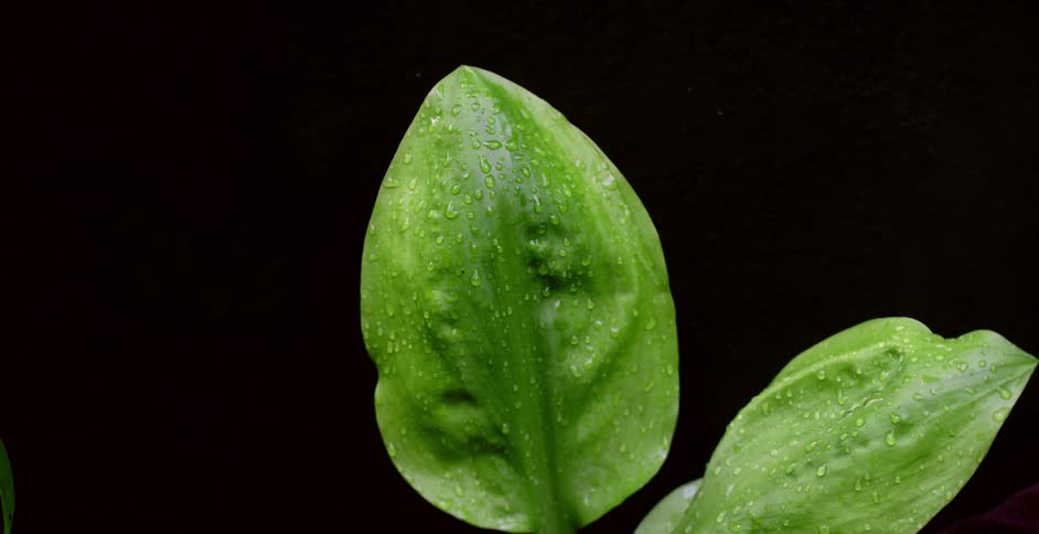 Close up of plant leaves with water droplets