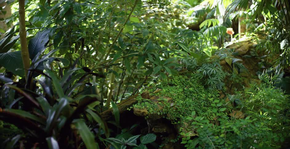 A lush green forest with a hint of movement behind the leaves