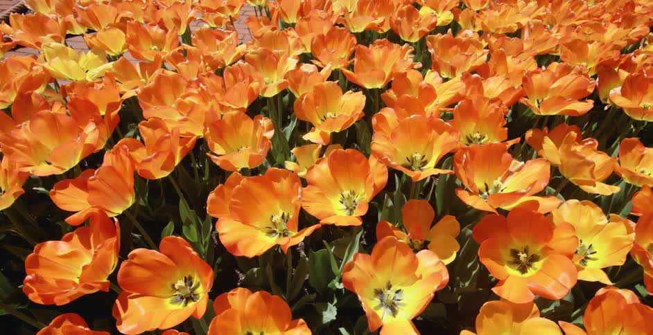 A field is full of countless brightly colored orange flowers