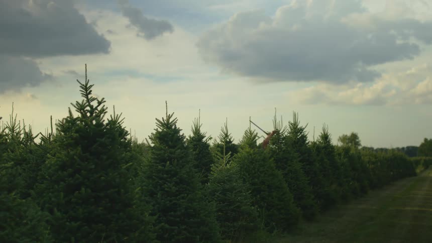 A man is trimming a tree outiside