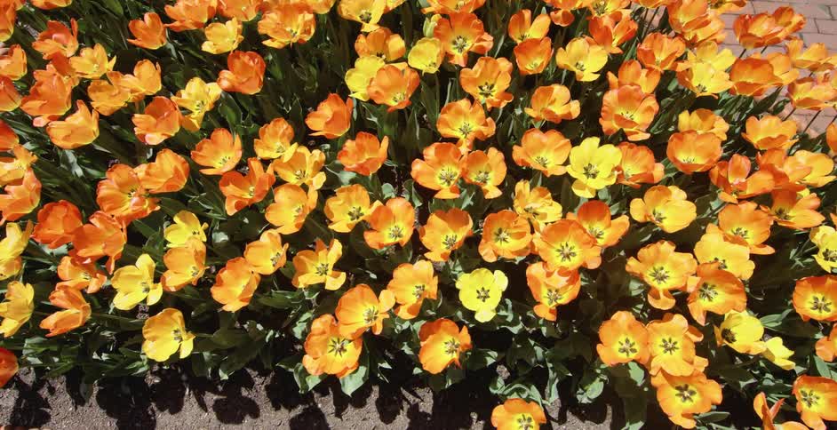 The daffodils in the wind