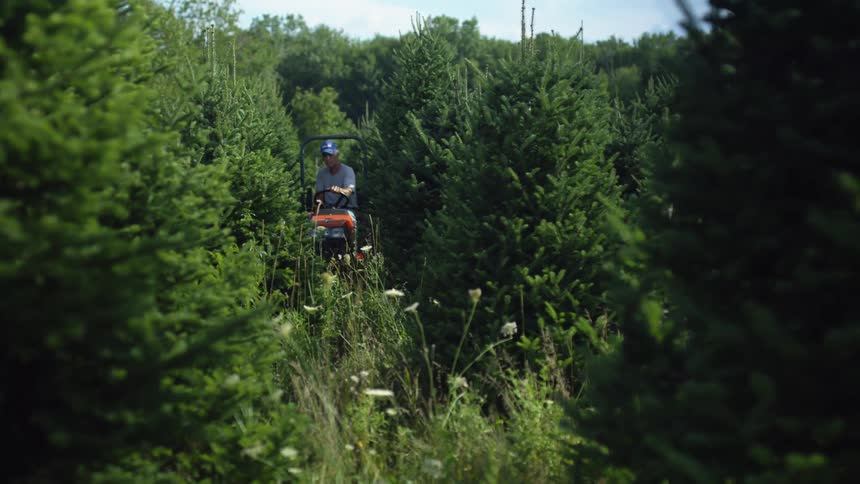 A man rides a lawnmower through thick trees on a tree farm