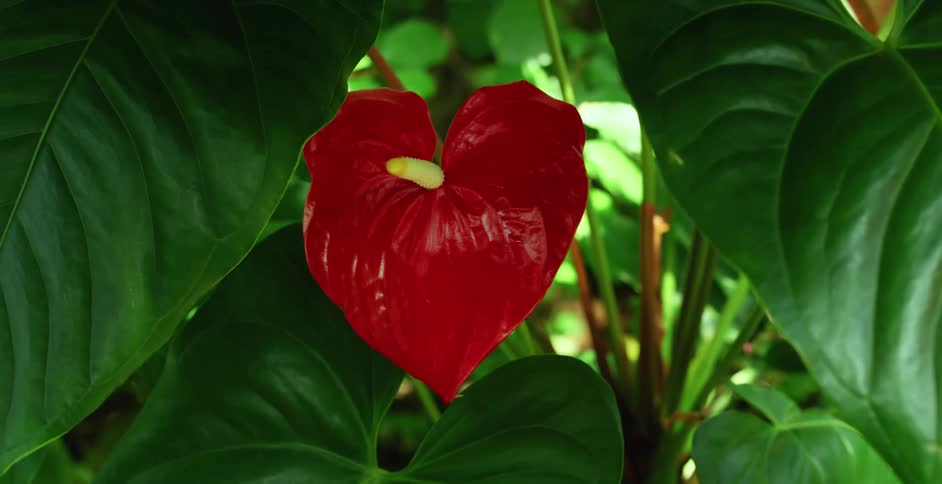 A view of a flower on a plant