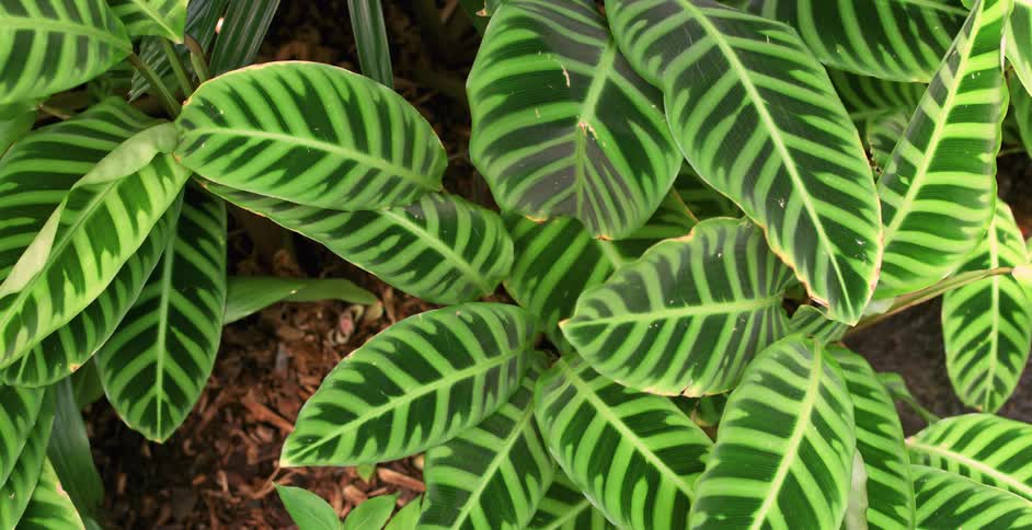 Plants with large thick green leaves grow in mulch