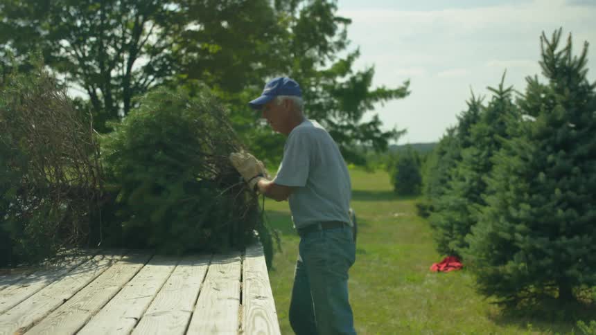 Man loads christmas trees onto wooden platform on tree farm