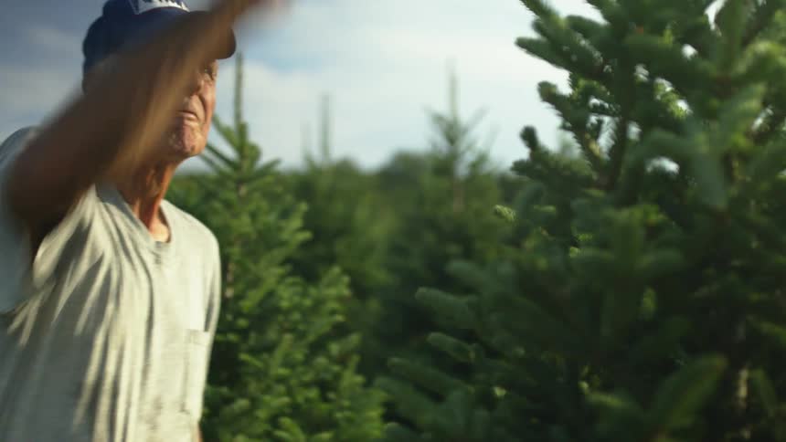 A man with a hat pruning a tree with the sky and clouds in the background