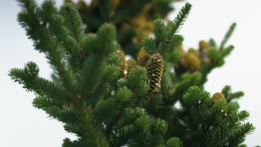 A close up of a pine tree is displayed outdoors