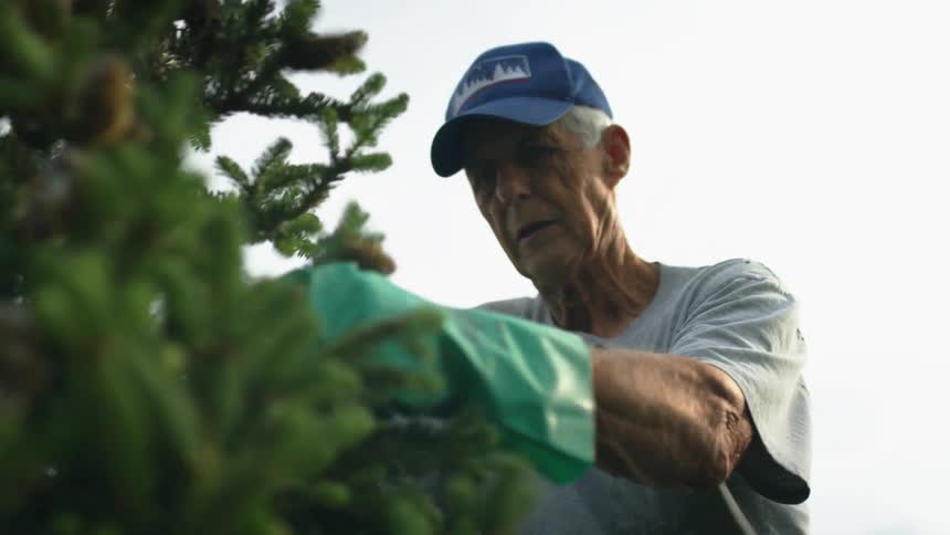 A man working on pruning a tree outdoors