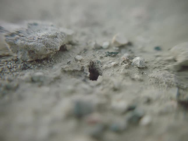 Dozens of ants move in and out of an ant hill in the desert