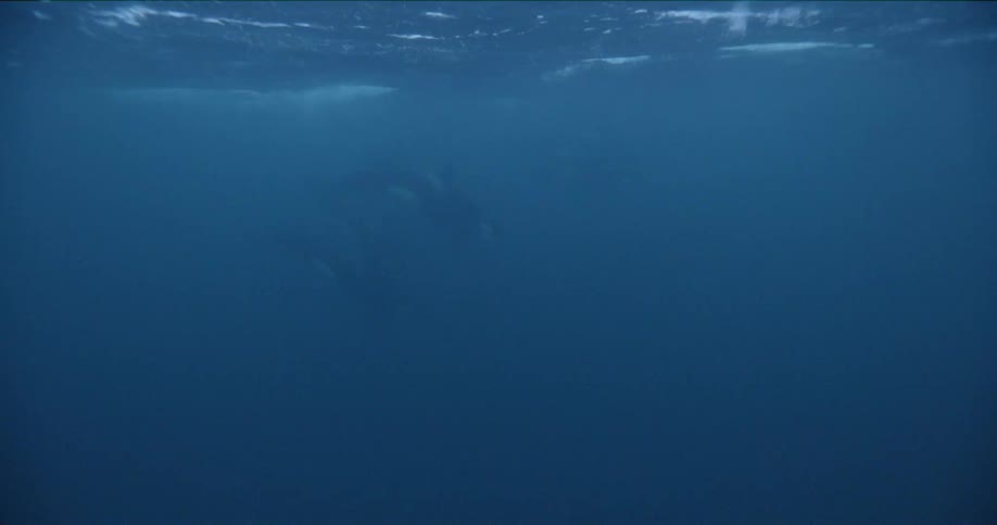 Whales are swimming in the ocean
