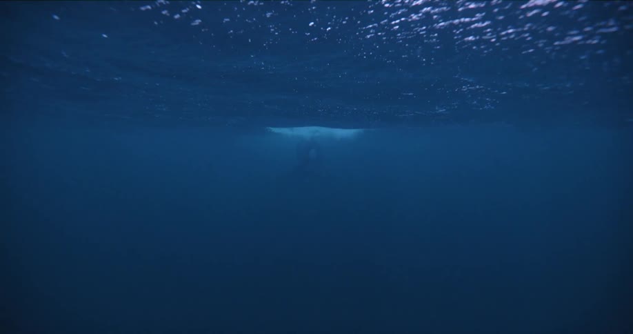 A diver swims near the surface of the ocean