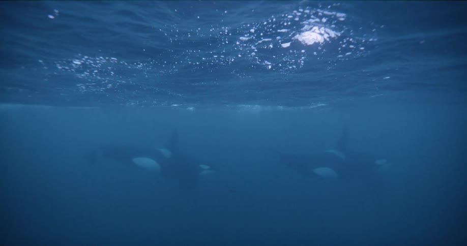 Dolphins under the water