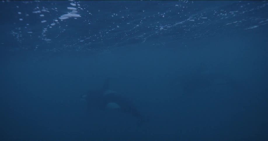 A view of killer whales swimming in the ocean