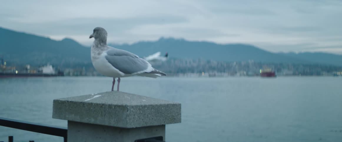 Seagull with city behind it as float plane takes off