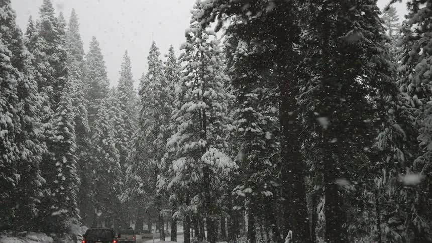 Snow flurries fall on cars driving along a road amidst pine trees